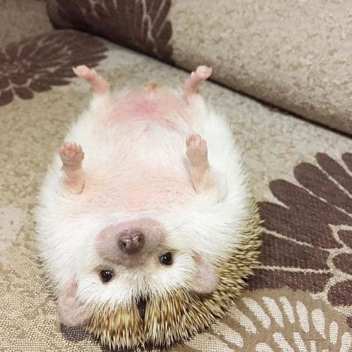 Hedgehog 2