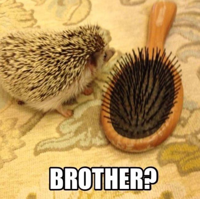 Hedgehog Quills